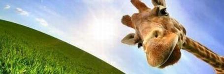 pqena_gi's profile banner image