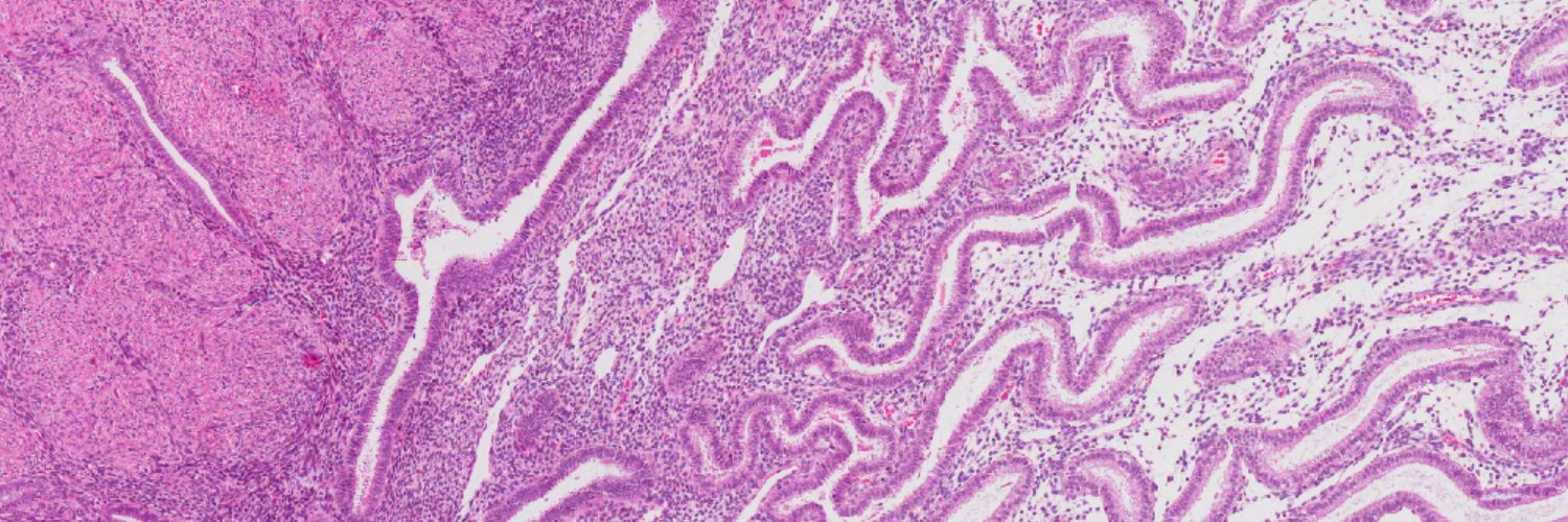 Hapangama Research Group banner