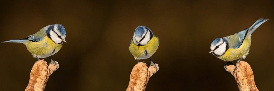 AlienoradoreX(4i) banner