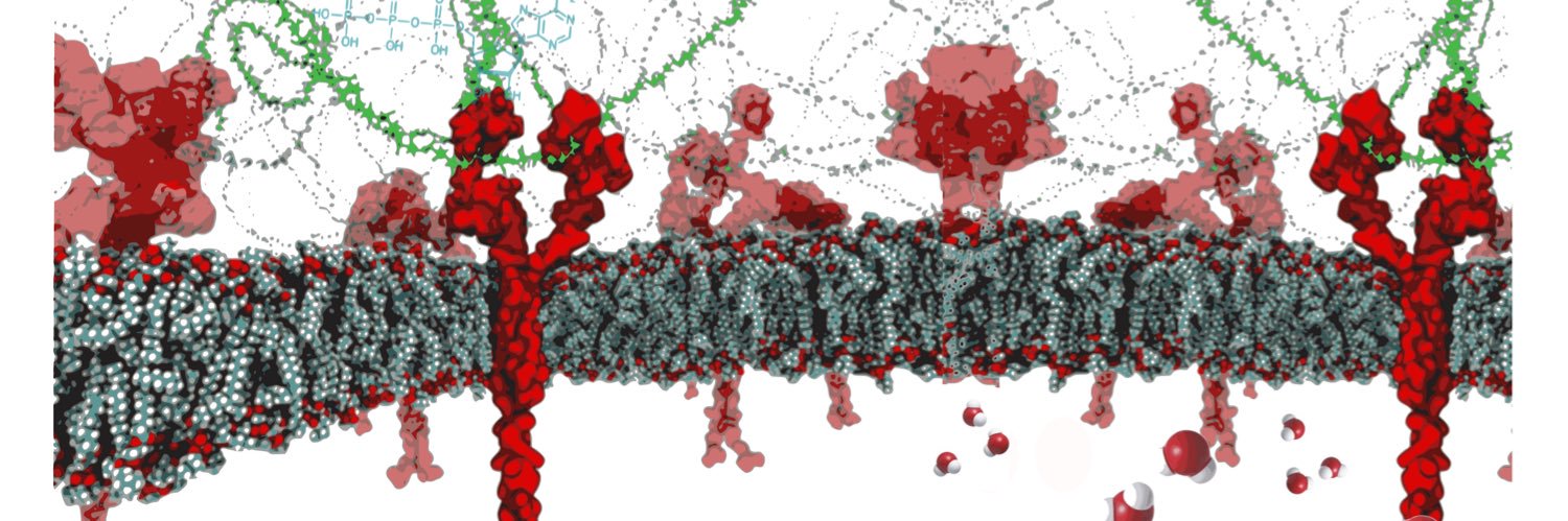 Soc. Peruana de Bioquímica y Biología Molecular banner