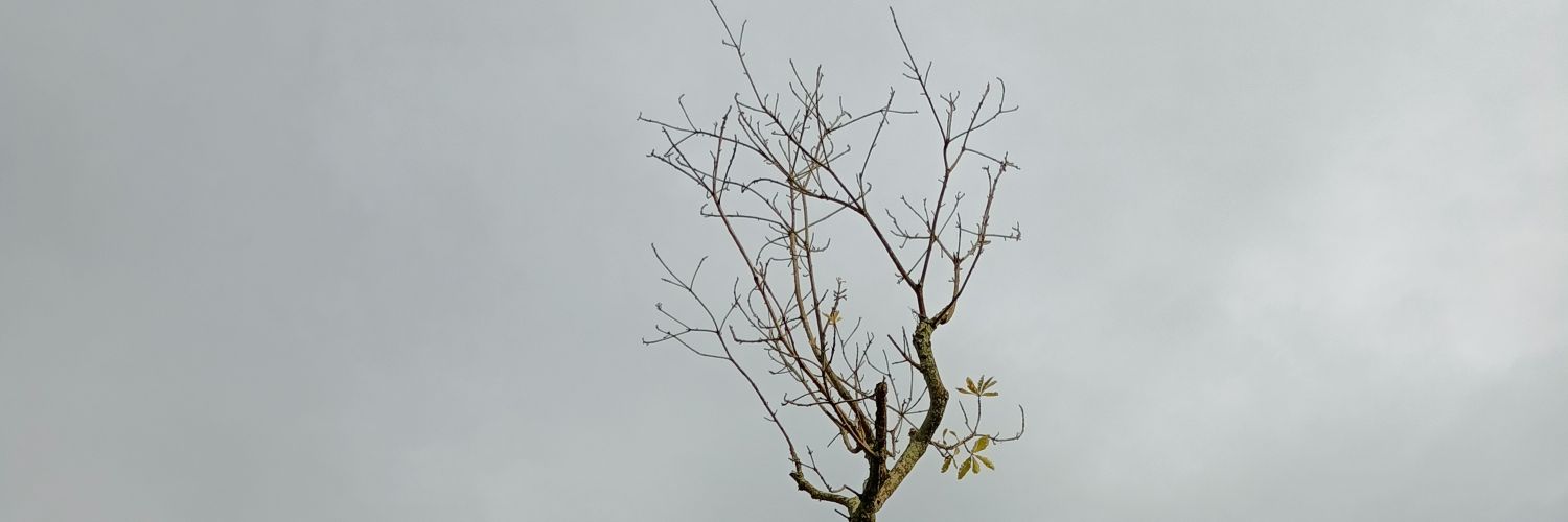 gesangputri's profile banner image