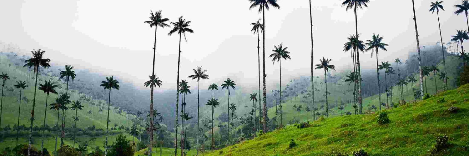 Dr Dale Pankhurst banner