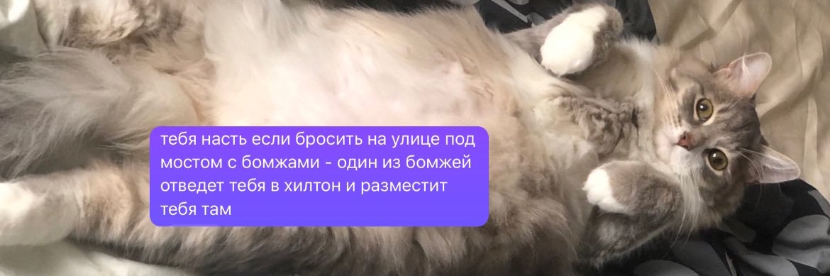 Камамбешенство banner