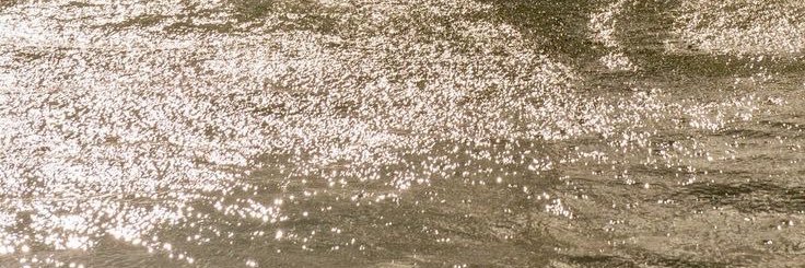 🦢 banner