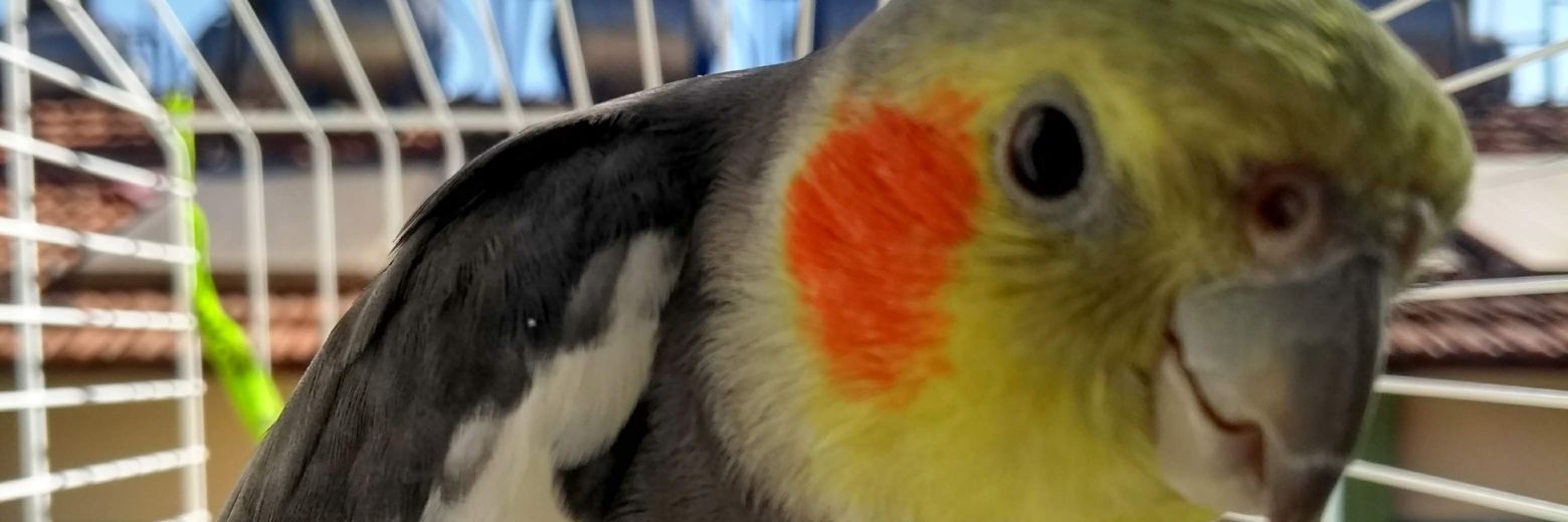 Leehca's profile banner image