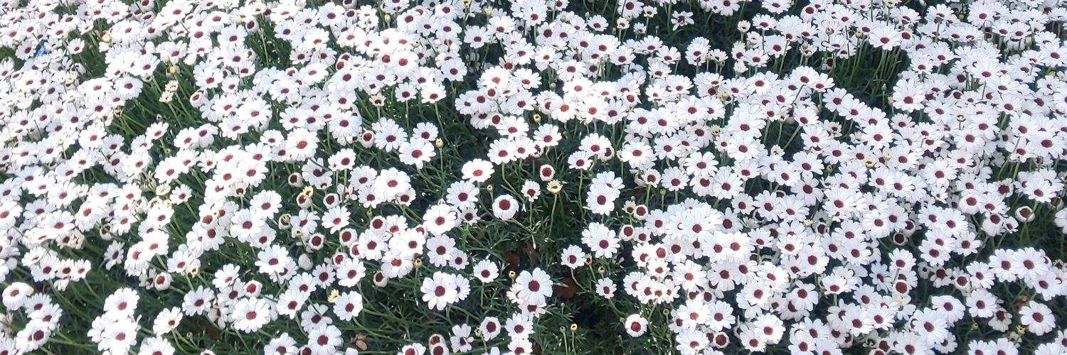 palecherry's profile banner image