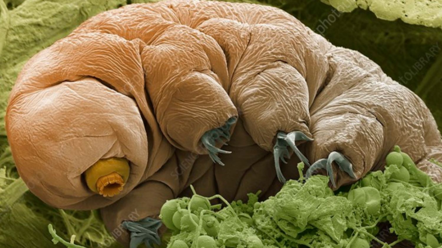TardigradeVoice's profile banner image
