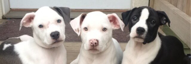 Coco's Heart Dog Rescue banner