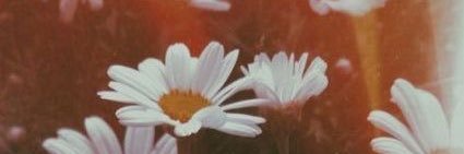 fernsupa's profile banner image
