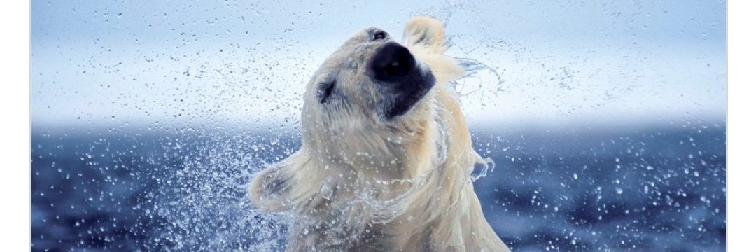 Anna 🇺🇦 #MMIW #ClimateEmergency #RelistWolves banner