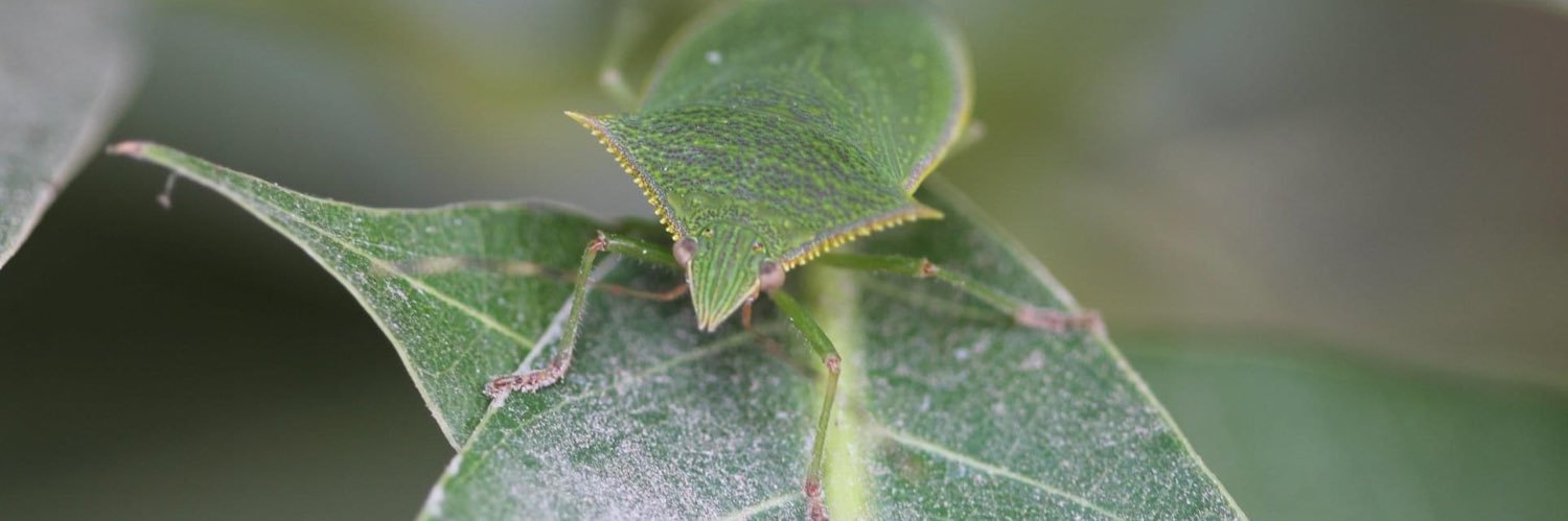 Morgan Pinkerton banner