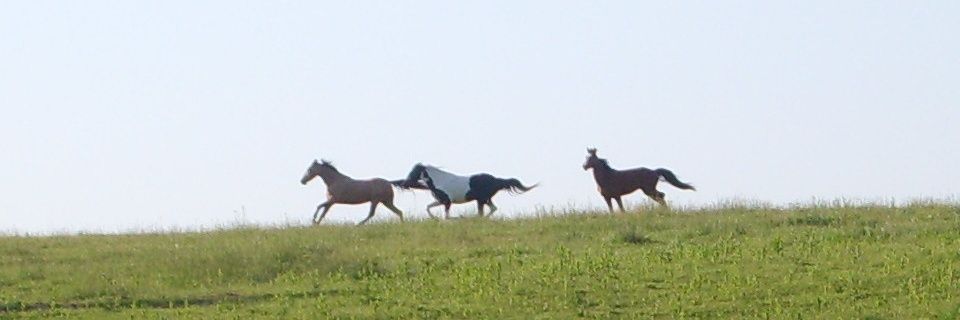 Cindy loo-hoo!🦅🇺🇸💙🐎🐕🐈🌊🌈🇺🇲 banner