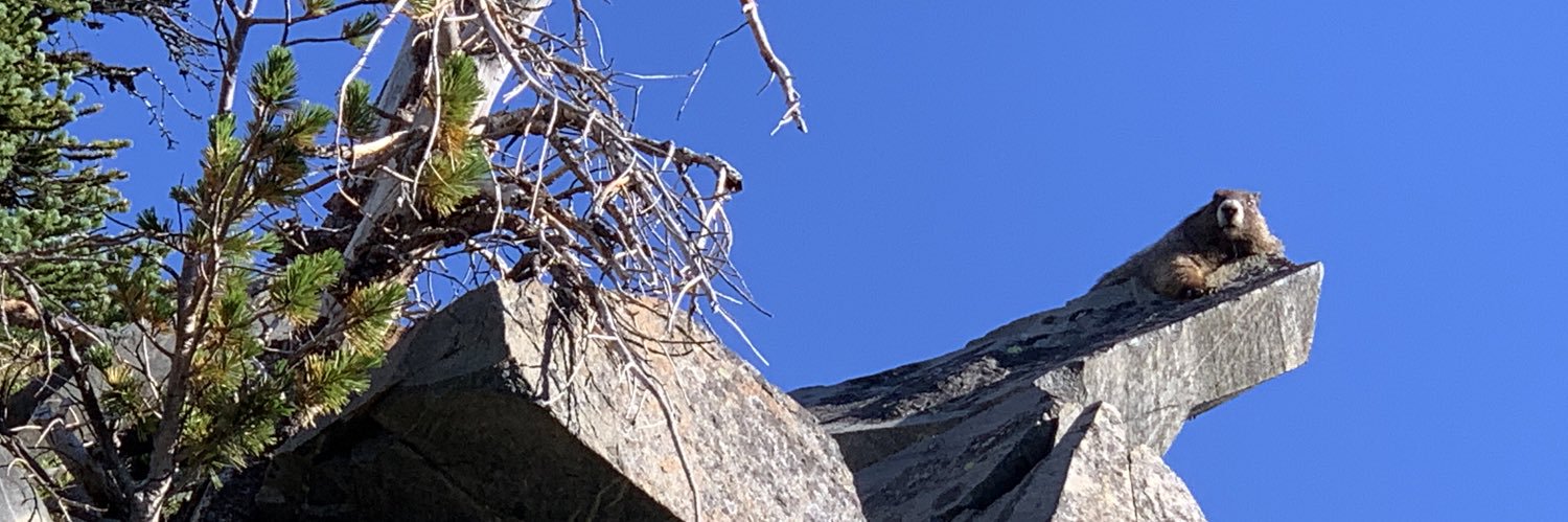 chirping_marmot's profile banner image