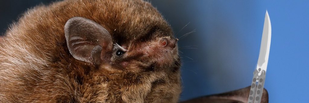 puppy_bat's profile banner image