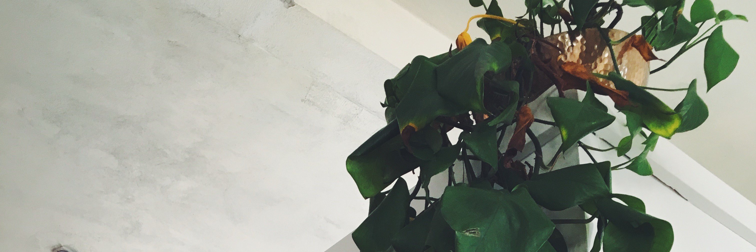 gabszilla's profile banner image