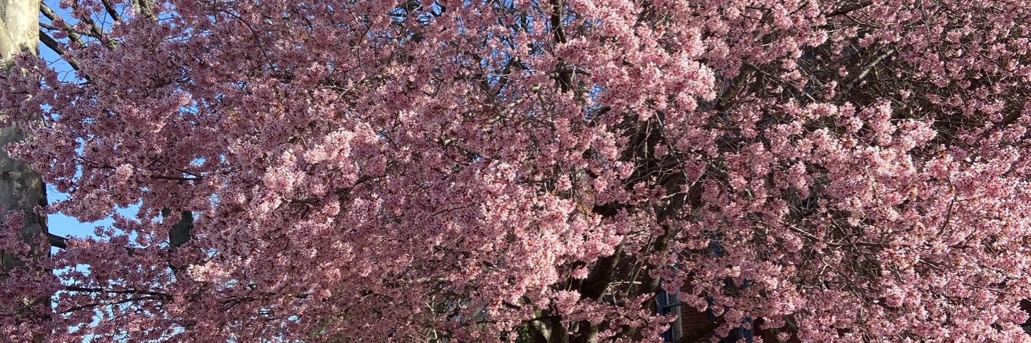 Brian Romanowski banner