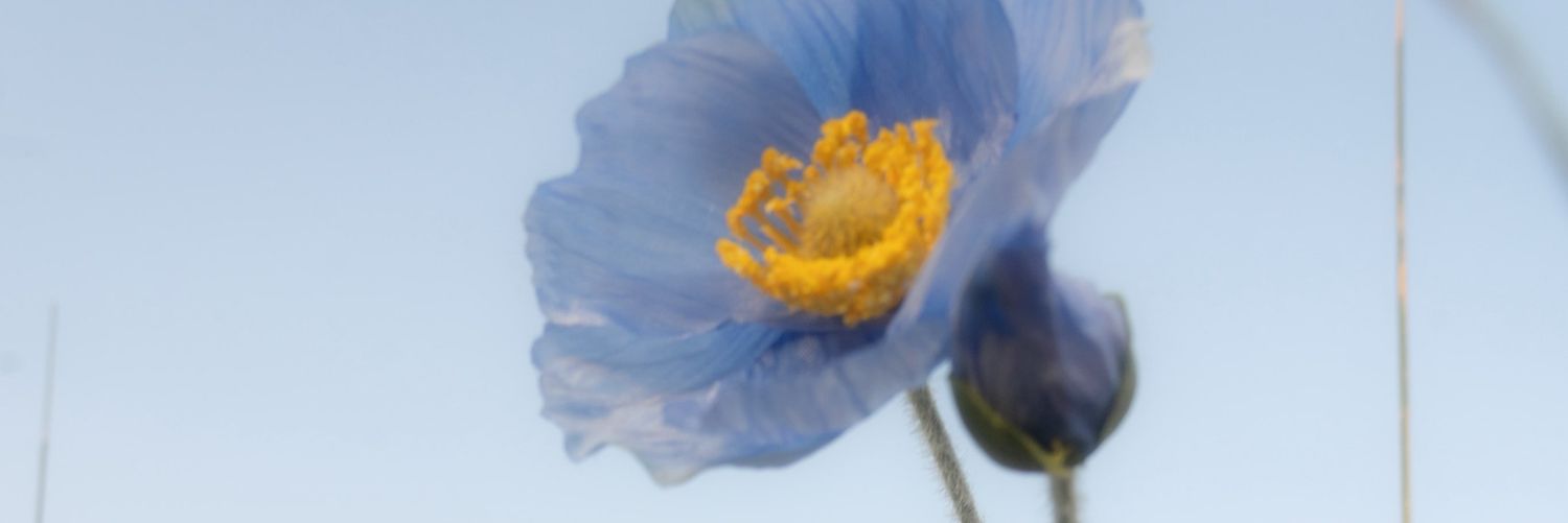 abirr ꒰ঌᓀ‸ᓂ໒꒱ banner