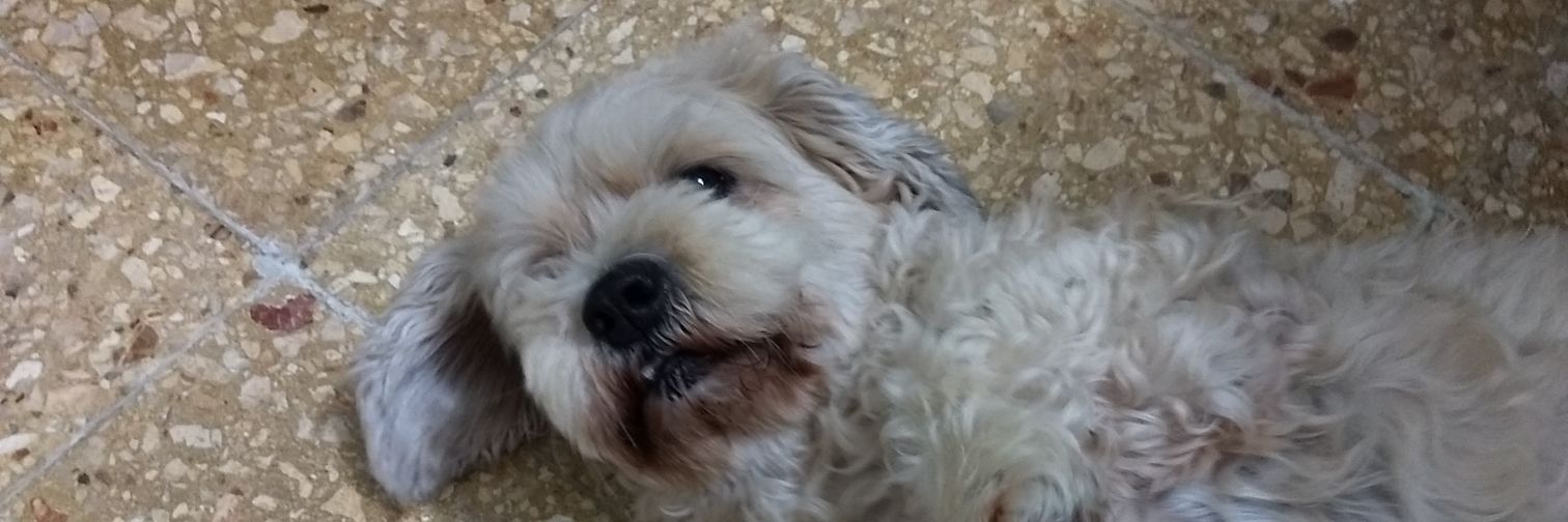 monicagss's profile banner image