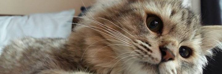 cutelyn16's profile banner image