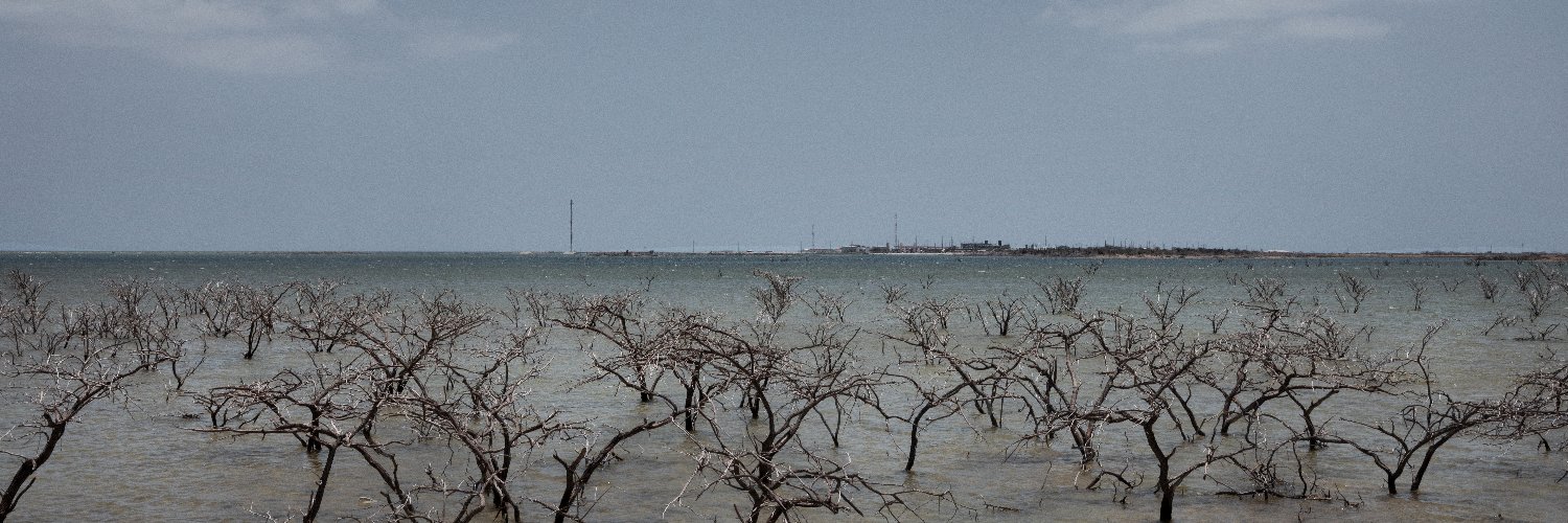 Valentino Bellini banner