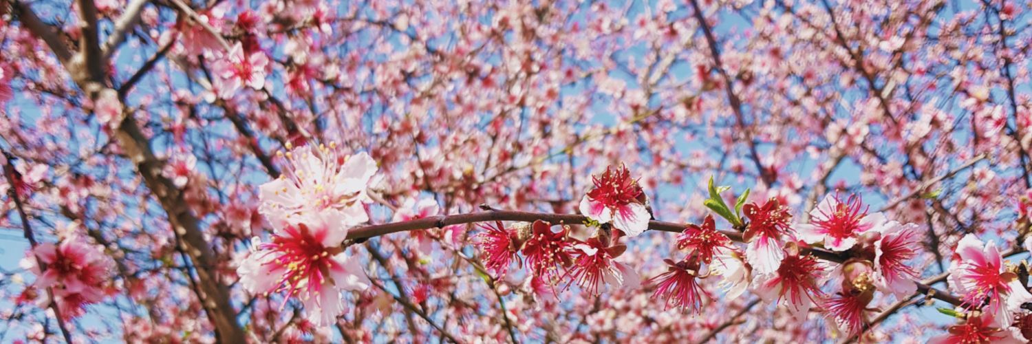 Miss Farentheit banner