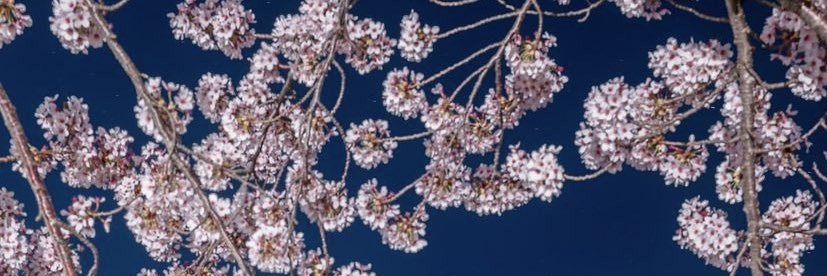 Tsutska's profile banner image