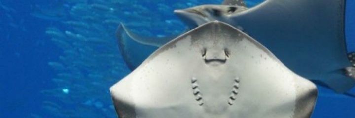 callmegx00 banner