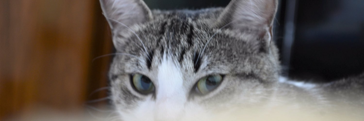 Ivan_Breno's profile banner image