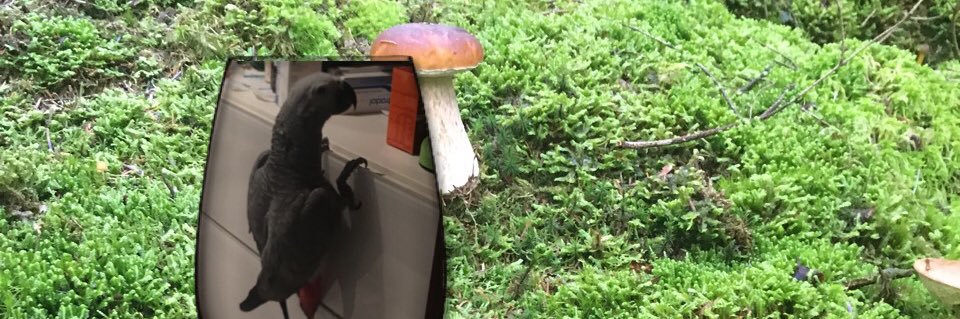 castmarco59's profile banner image