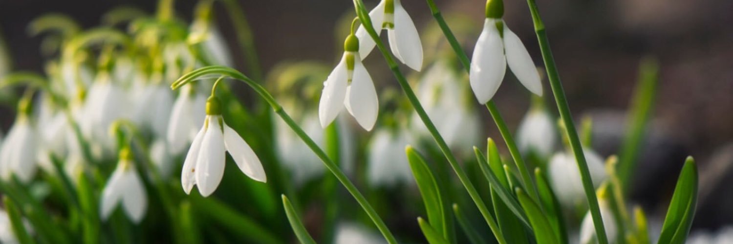 Sarah Gray banner