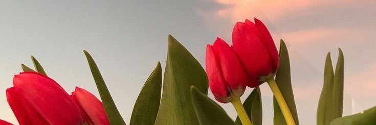 Fewa ||| banner