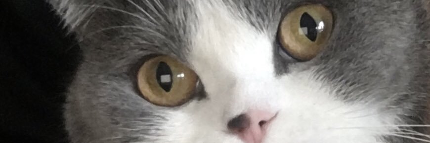 ilvecchiorocco's profile banner image