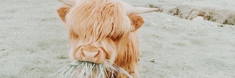 Janieees's profile banner image