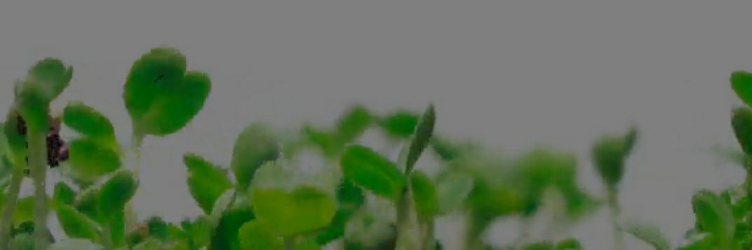 Alessandra Devoto banner