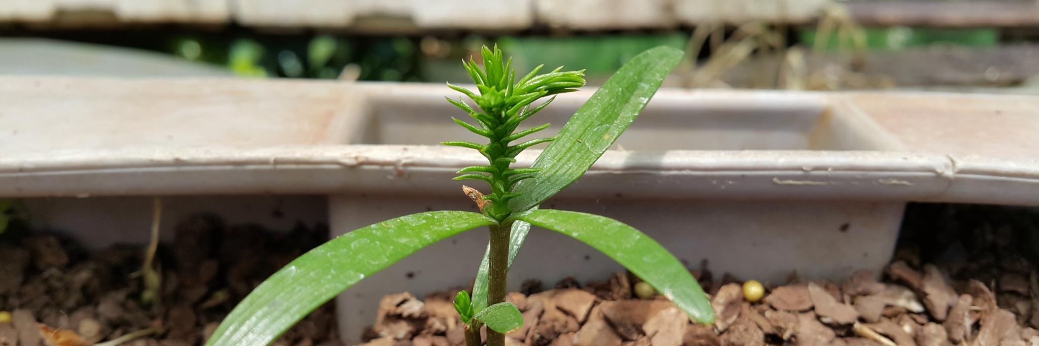 Ada Czerwonogora @adita@mastodon.social banner