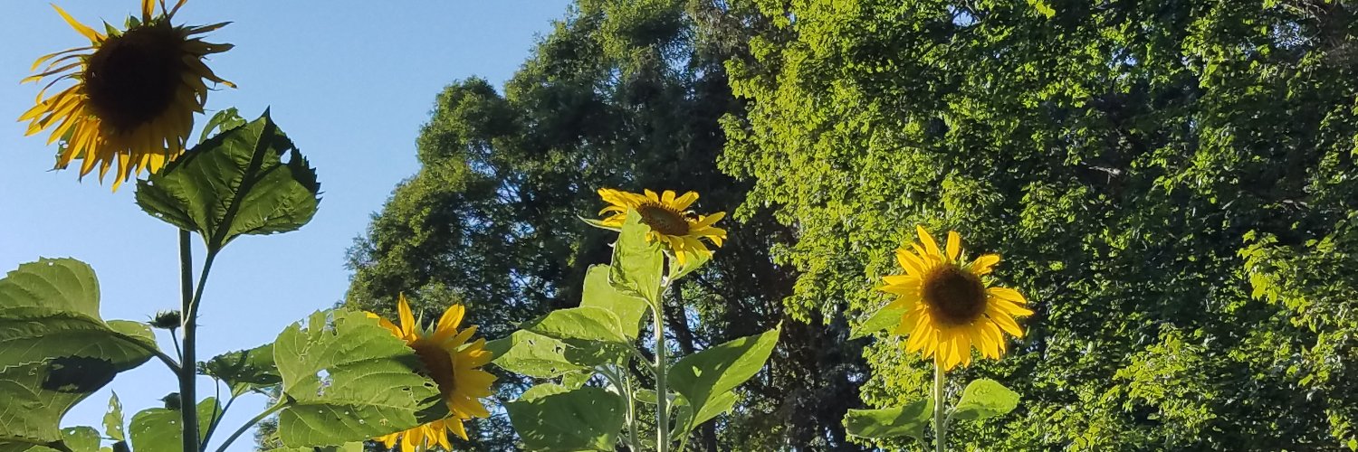 SharonABlevins's profile banner image