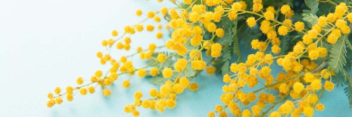 piropiyo's profile banner image