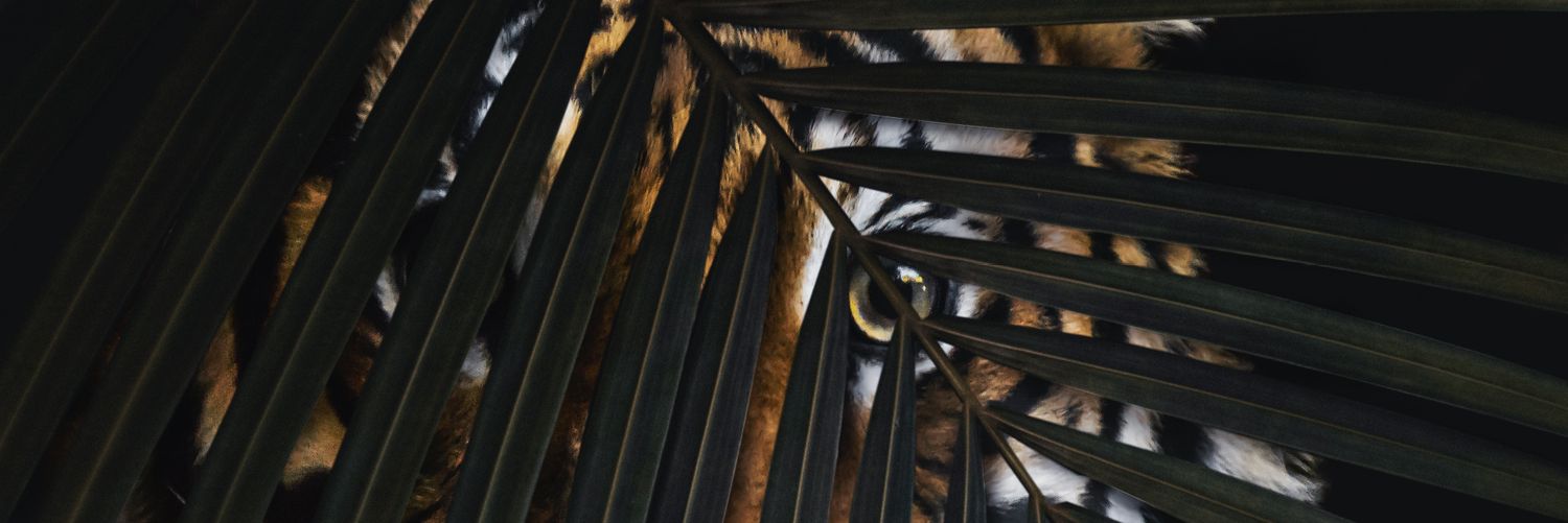 ferwhite2's profile banner image