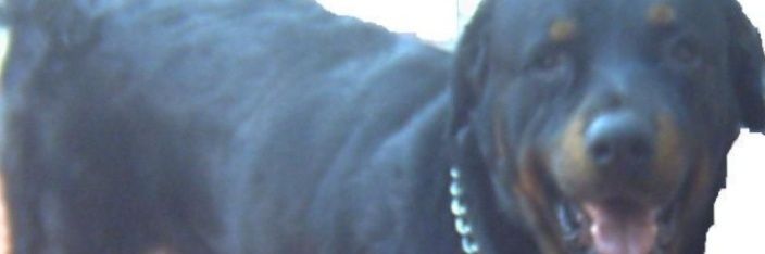 Martín González. ANTIMORENA. banner