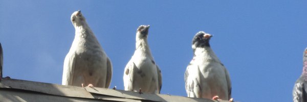 Flo Loves Pigeons  Profile Banner