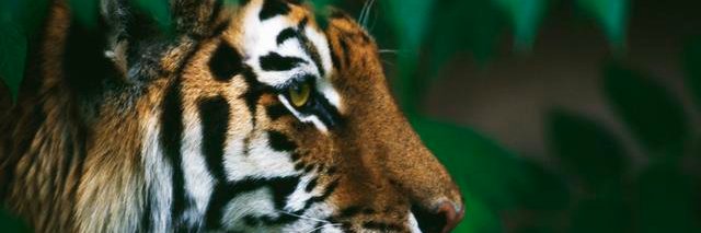 kashnaz's profile banner image
