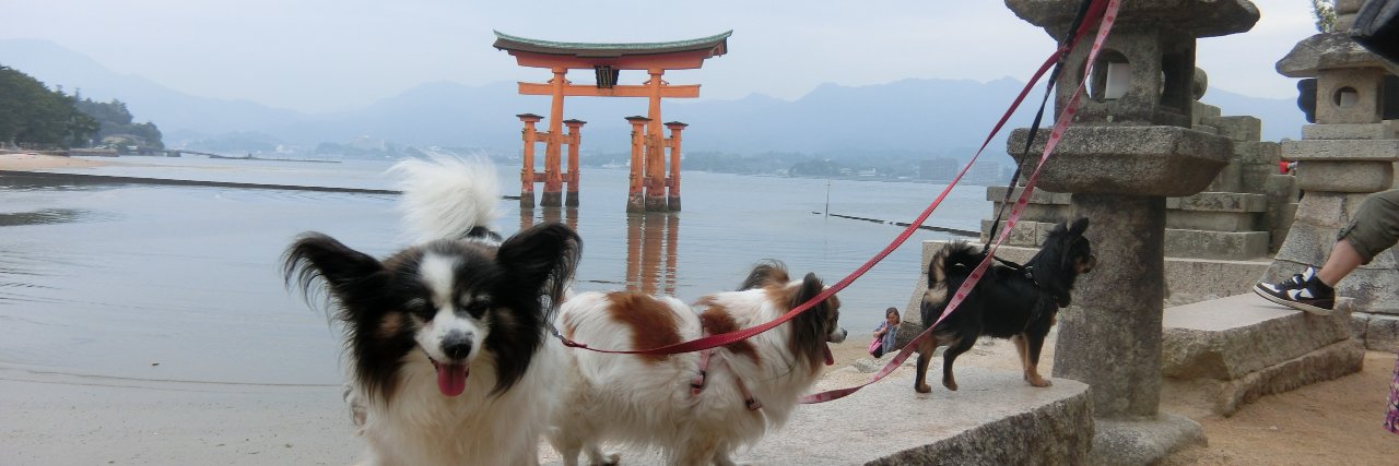 伊達英二📷🐕 banner