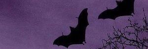 notpunkenough_'s profile banner image