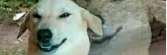 roputinho69's profile banner image