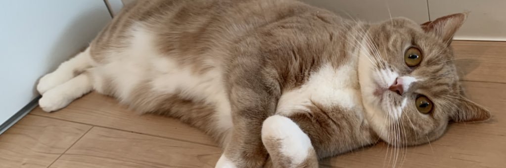 猫桃🍑 banner