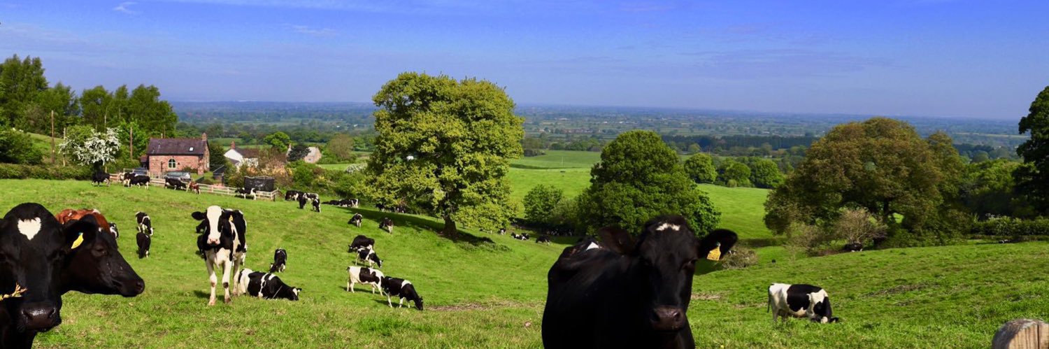 Sandstone Vet Group banner