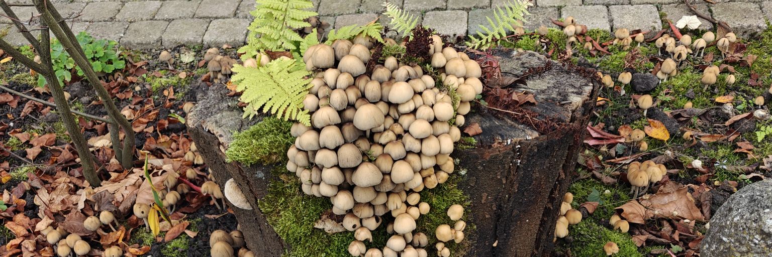 vertrokken naar @popeyedoyle.bsky.social banner