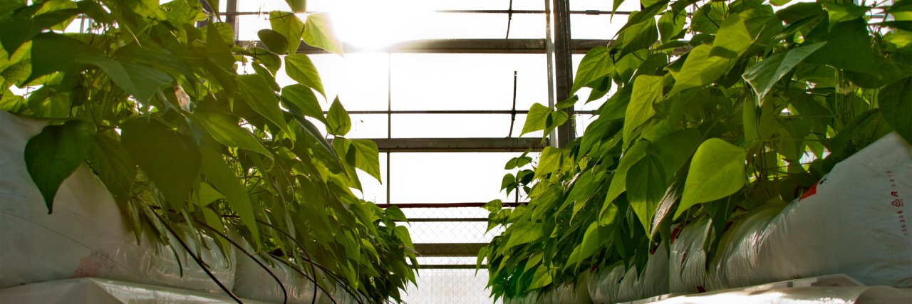 Tectum Garden banner
