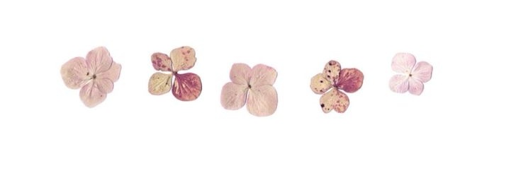 fiorerie's profile banner image