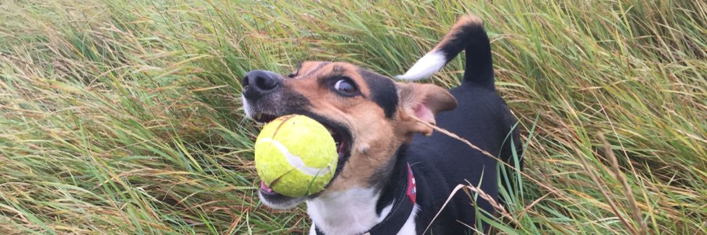 sidthehamster's profile banner image
